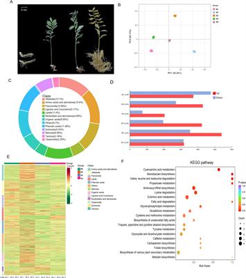 Integrated metabolomics and proteomics analysis reveals the accumulation mechanism of bioactive components in Polygonatum odoratum